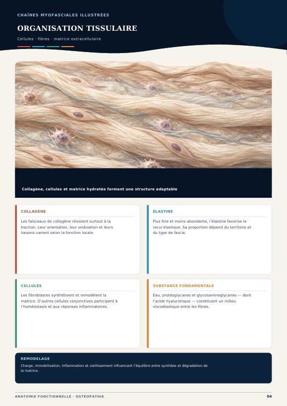 Aperçu 2 — Chaînes Myofasciales Illustrées