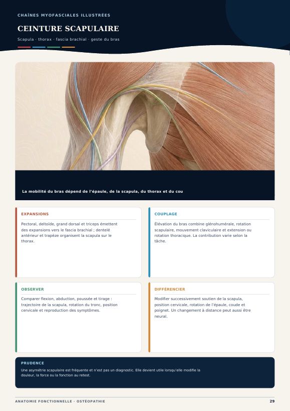 Aperçu 4 — Chaînes Myofasciales Illustrées